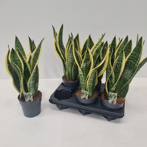 SANSEV FUTURA SUPERB