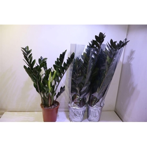 arr8 Zamio Super Nova