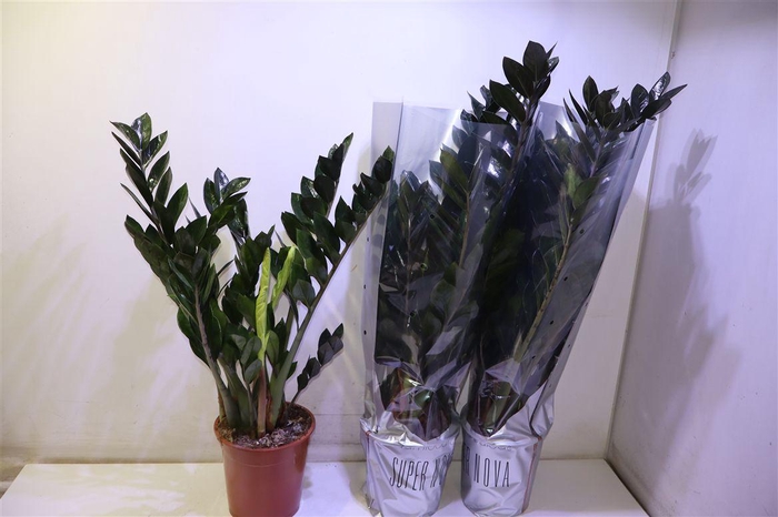 <h4>arr8 Zamio Super Nova</h4>