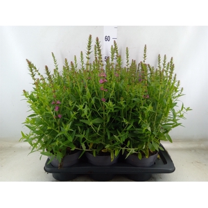 Lythrum  'Robin'