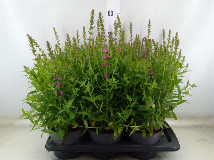 <h4>Lythrum  'Robin'</h4>