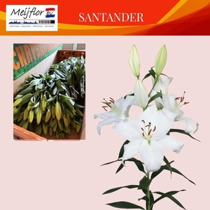 Li Or Santander