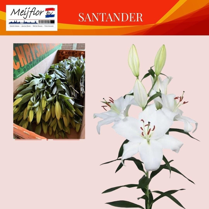 <h4>Li Or Santander</h4>