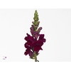 Antirrhinum Rood Crimson