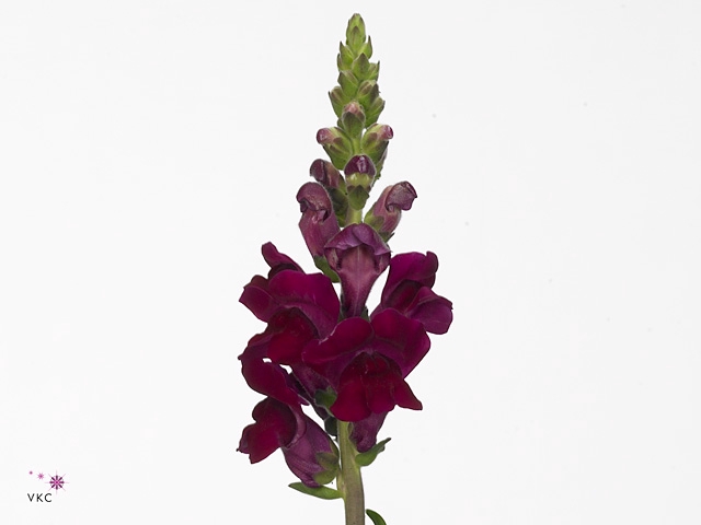 Antirrhinum Rood Crimson