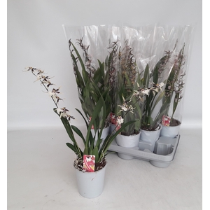 BRASSIA SUMMER DREAM