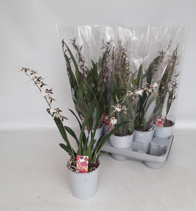 <h4>BRASSIA SUMMER DREAM</h4>
