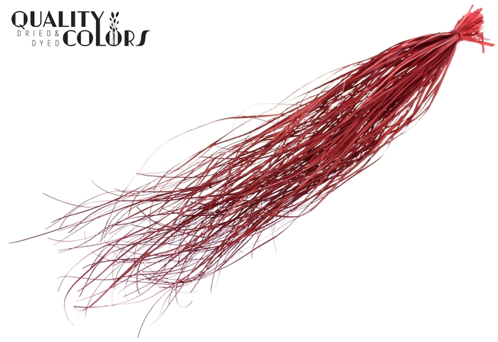 Beargrass dried per bunch Red