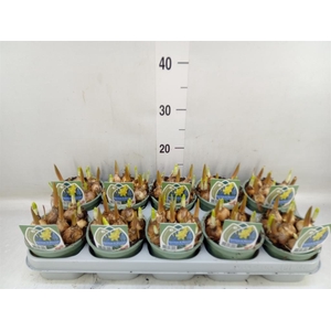 Flowerbulbs, corns or tubers   ...