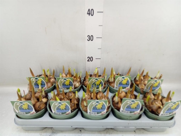 <h4>Flowerbulbs, corns or tubers   ...</h4>