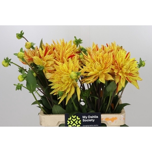 Dahlia Striped Vulcan