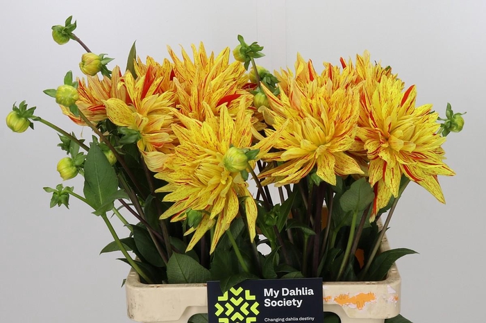 <h4>Dahlia Striped Vulcan</h4>