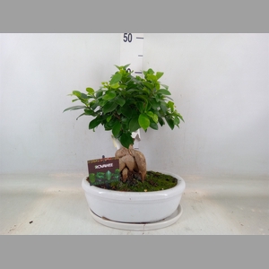 Ficus microcarpa 'Ginseng'