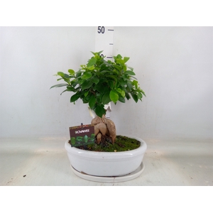 Ficus microcarpa 'Ginseng'