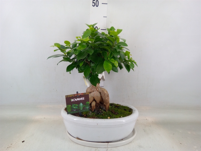 <h4>Ficus microcarpa 'Ginseng'</h4>