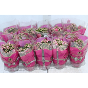 KALANCHOE DOBRADO P11 ROSA