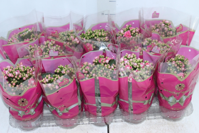 <h4>KALANCHOE DOBRADO P11 ROSA</h4>