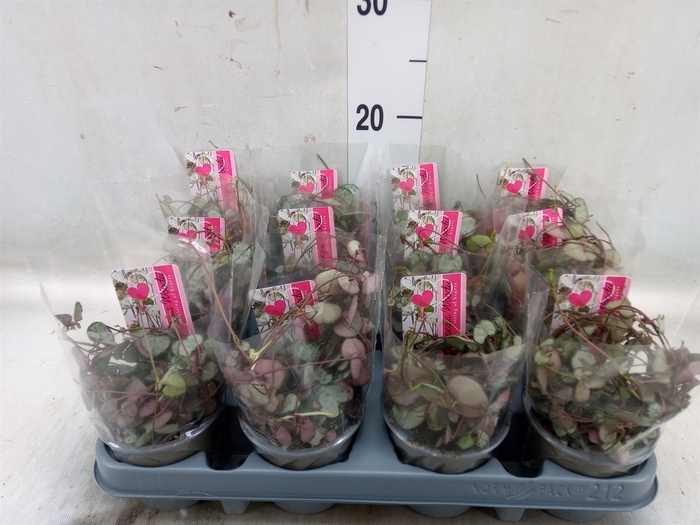 <h4>Ceropegia woodii 'Variegata'</h4>