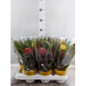 Guzmania  'Priscilla'