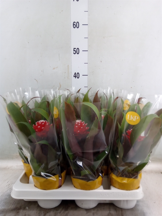 <h4>Guzmania  'Priscilla'</h4>