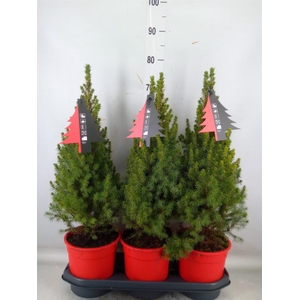 Picea glauca 'Perfecta'