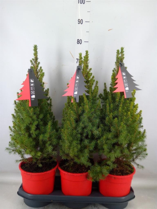 <h4>Picea glauca 'Perfecta'</h4>