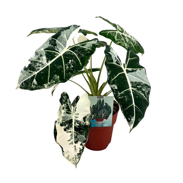 <h4>Alocasia overig</h4>