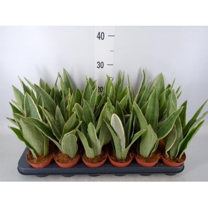 Sansevieria trifa.   ...
