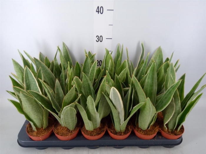 <h4>Sansevieria trifa.   ...</h4>