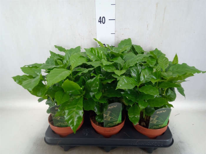 Coffea arabica