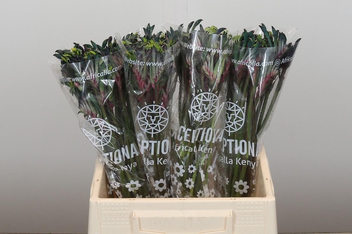 <h4>Anigozanthos Celebrations Firework</h4>