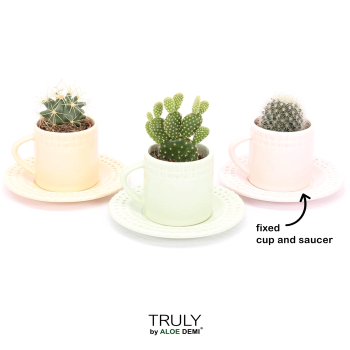 <h4>TRULY Cactus, Coffee Pastel</h4>