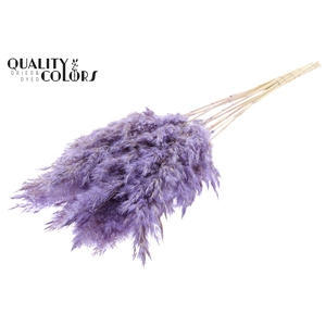 Pampas Grass 70cm 10st/bunch Bleached Frosted Milka