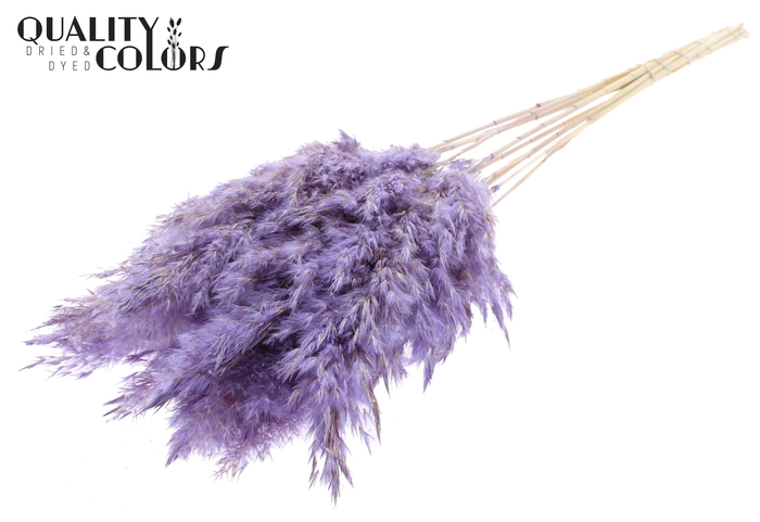 <h4>Pampas Grass 70cm 10st/bunch Bleached Frosted Milka</h4>