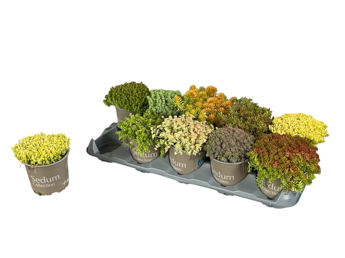 <h4>SEDUM GEM</h4>