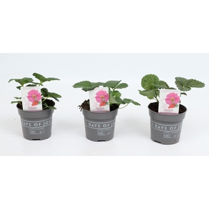 Fragaria 'Pink Summer Breeze'