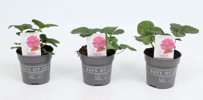 <h4>Fragaria 'Pink Summer Breeze'</h4>