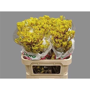 Anigoz Yellow Gem