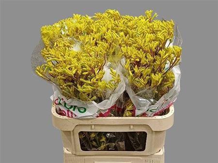 <h4>Anigoz Yellow Gem</h4>