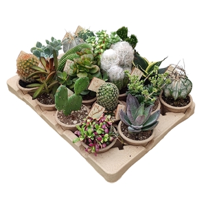 ECO-FRIENDLY - MIX CACTUS AND SUCCULENT Ø 7 WITH ECO POTS - IN CARDBOARD TRAY 18 PCS (CACTUS EN SUCCULENTEN)