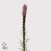 Liatris Spicata Extra