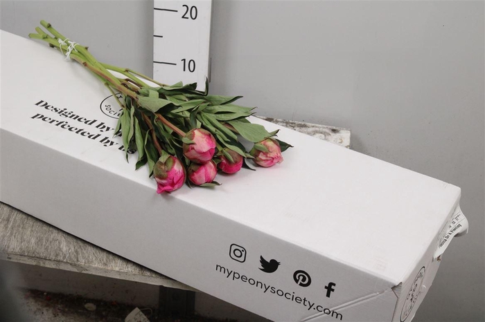 <h4>Paeo Dr A Fleming</h4>