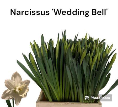 <h4>Narcissus Wedding Bell</h4>