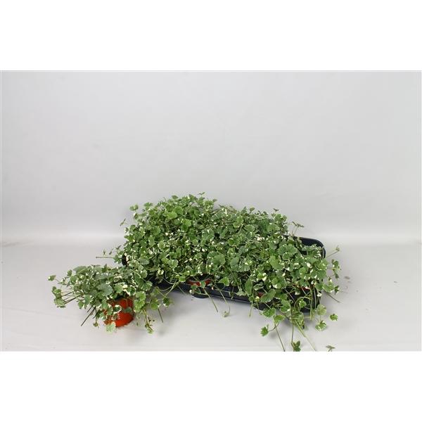 <h4>Nepeta overig</h4>