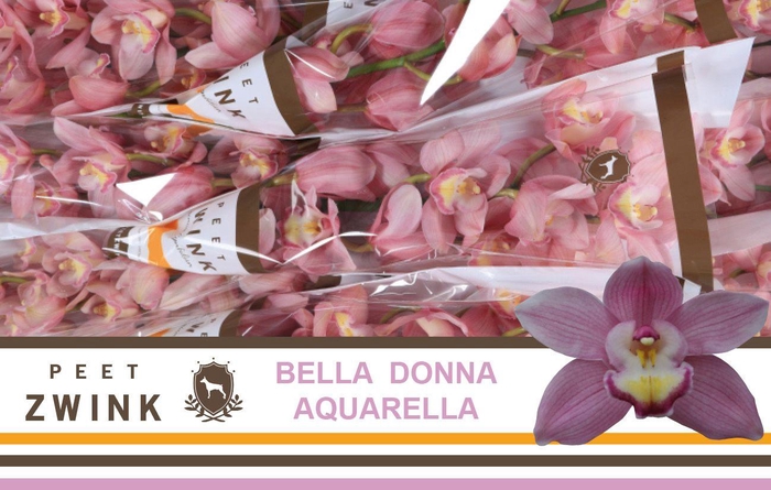 <h4>CYMB T AQUARELLA</h4>