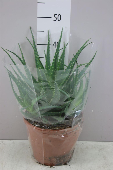 <h4>Aloe Arborescens</h4>