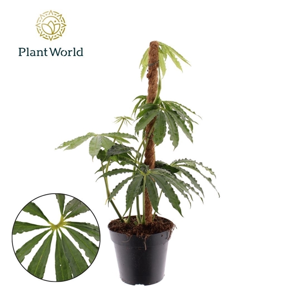 <h4>Anthurium polyschistum Mosstok</h4>
