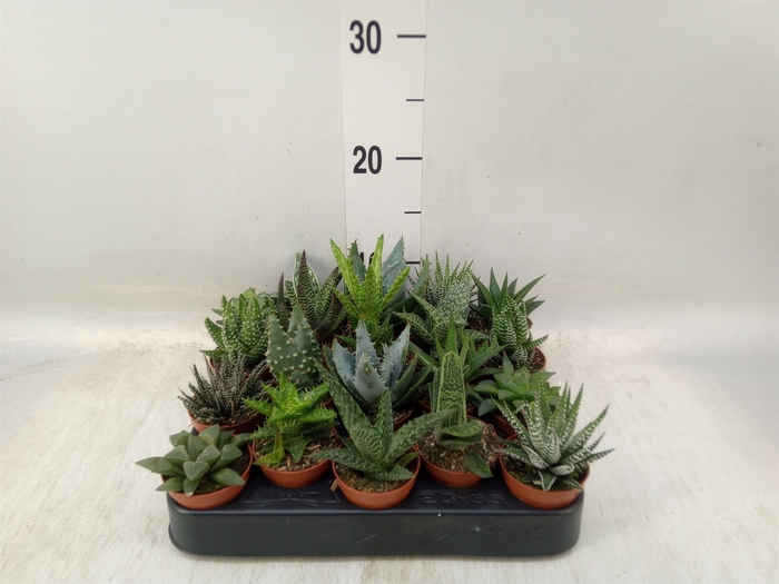 <h4>Aloe   ...mix</h4>