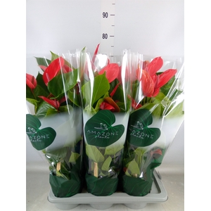 Anthurium andr. 'Melodia Ibis'
