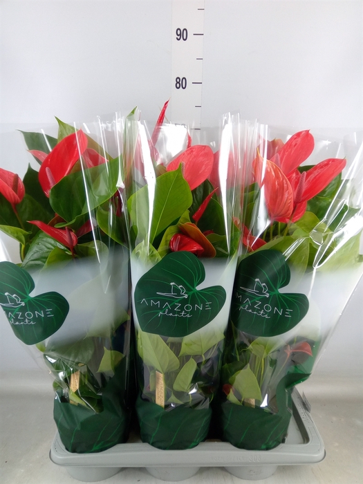 <h4>Anthurium andr. 'Melodia Ibis'</h4>
